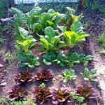 images/files/images/j51_thumbs_gallery_veggies/March_in_the_cold_frame.jpg